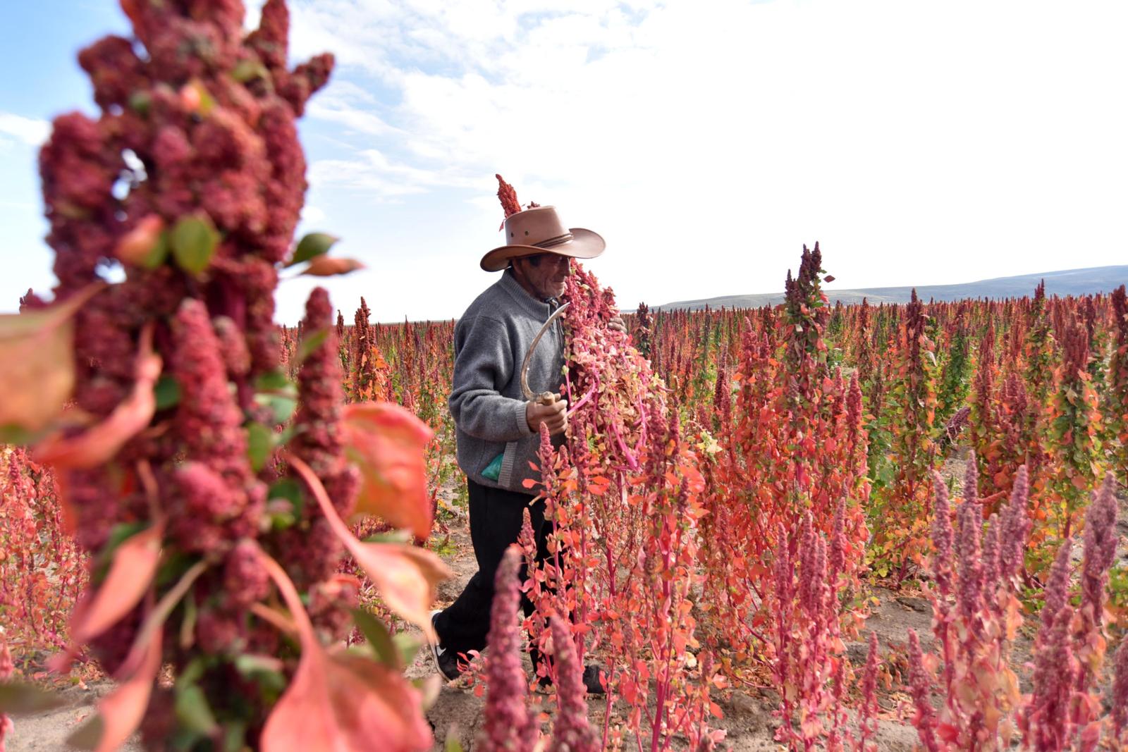 Auxilio a la exportación en Bolivia - Guía Prismapay